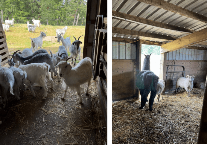 two photos of goats, one llama, and sheep in barns at the Goat Knoll Farm
