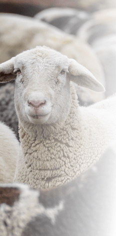closeup photo of a sheep's face and neck with a white fleece, with other out-of-focus sheep in front and behind