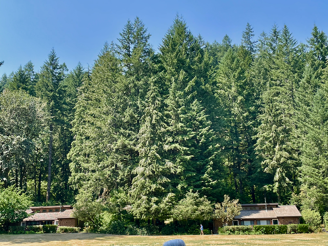 photo of Silver Falls fir trees, looking across the yard from the café towards the lodge cabins.